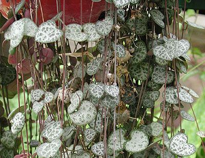 念珠藤 心中的弦 Ceropegia Woodii 室内植物照片 种植和特点 成长和关怀 叶色 杂色