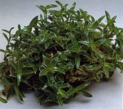 yeşil Cyanotis  Ev bitkileri fotoğraf