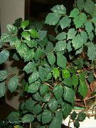 深绿 葡萄常春藤，橡树叶常春藤 (Cissus) 室内植物 照片