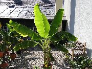 მწვანე აყვავებული ბანანის (Musa coccinea) სახლი მცენარეთა ფოტო