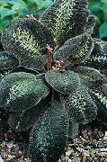 margas Bertolonia, Jewel Augalų  Kambariniai augalai nuotrauka