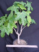 绿 Brachychiton  室内植物 照片