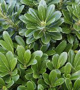 Японски Лавър, Pittosporum Tobira Растение зелен