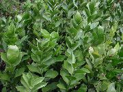 зелен Миши Чемшир (Ruscus) Стайни растения снимка