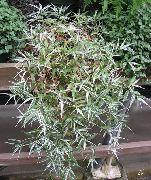 Pestrofarebný Basketgrass Rastlina strakatý
