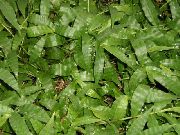 Pisane Basketgrass Rastlina zelena