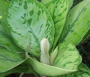 緑色 Homalomena  観葉植物 フォト