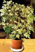 杂色 辣椒藤，瓷器浆果 (Ampelopsis brevipedunculata) 室内植物 照片