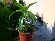 緑色 Callisia、バスケット植物、黄金の巻きひげ (Callisia fragrans) 観葉植物 フォト