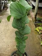 zelena Šindra Biljka (Rhaphidophora)  foto