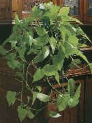 绿 麒麟 (Epipremnum) 室内植物 照片