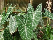 ποικιλόχρους Malanga, Yautia (Xanthosoma) φυτά εσωτερικού χώρου φωτογραφία
