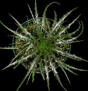 тъмнозелено Фея Ангел (Hechtia) Стайни растения снимка