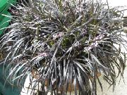 sølvfarvede Black Dragon, Lilje-Græstørv, Slangens Skæg (Ophiopogon) Stueplanter foto