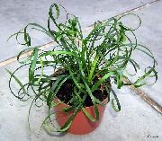 зелен Лилия Чимовете (Liriope) Стайни растения снимка