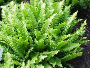 grön Phyllitis (Phyllitis scolopendrium) Krukväxter foto