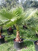 绿 丝葵属 (Washingtonia) 室内植物 照片