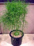 verde Cebolla Escalada (Bowiea) Plantas de interior foto