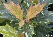 杂色 茶橄榄 (Osmanthus) 室内植物 照片