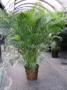 Drugelis Palmių, Aukso Cukranendrių Palmių augalas žalias