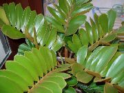 zelena Florida Arrowroot (Zamia) Biljka u Saksiji foto