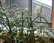 pestriț Scara Jacobs, Diavoli Coloana Vertebrală (Pedilanthus) Oală Planta fotografie
