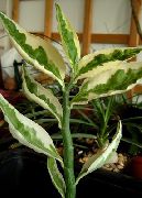 ჭრელი Jacobs ასვლა, ეშმაკები ხერხემალი (Pedilanthus) სახლი მცენარეთა ფოტო