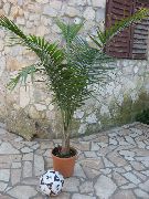 žalias Didenybė Palmių (Ravenea) Kambariniai augalai nuotrauka
