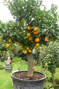 zelena Slatka Naranča (Citrus sinensis) Biljka u Saksiji foto