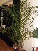 绿 Mascarena  室内植物 照片
