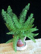 žalias Kardas Šertvūnai (Polystichum) Kambariniai augalai nuotrauka