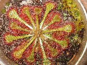 zeleno svijetlo Okrugli-Poljskog Muholovka (Drosera) Biljka u Saksiji foto