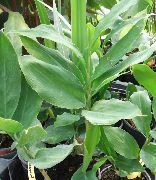 緑色 Cardamomum、エレッタリア·カーダモマム  観葉植物 フォト