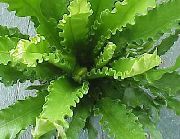 žalias Spleenwort (Asplenium) Kambariniai augalai nuotrauka