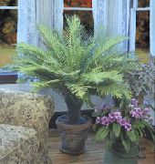 πράσινος Σκληρό Φτέρη (Blechnum gibbum) φυτά εσωτερικού χώρου φωτογραφία