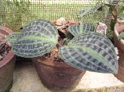 モトリー Geogenanthus、シアサッカー工場  観葉植物 フォト