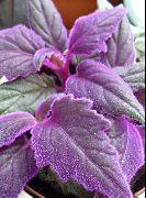 violetinė Violetinė Aksomas Augalų, Bičių Aksomas Augalų (Gynura aurantiaca) Kambariniai augalai nuotrauka