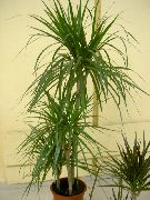 绿 龙血树 (Dracaena) 室内植物 照片