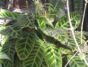 комнатные растения Калатея Калатея полосатая - Calathea zebrina 
