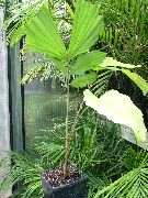 zöld Fishtail Palm (Caryota) Szobanövények fénykép