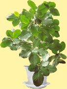 zielony Korinokarpus (Corynocarpus) Rośliny domowe zdjęcie
