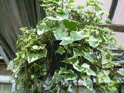 brokig Cape Murgröna, Natal Murgröna, Vax Vinstockar (Senecio macroglossus) Krukväxter foto