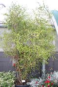 Melaleuca Pflanze grün