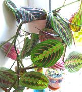 杂色 祈祷厂 (Maranta) 室内植物 照片