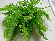 grøn Sværd Bregner (Nephrolepis) Stueplanter foto