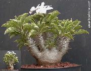 жасыл Pahipodium (Pachypodium) Үй Өсімдіктер фото