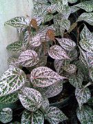 motley Sulawesi Pipar, Suurepärased Pipart (Piper crocatum) Toataimed foto