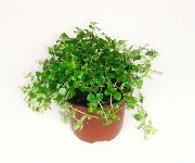 claro-verde Helecho Artillería, Peperomia Miniatura (Pilea microphylla, Pilea depressa) Plantas de interior foto