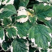 Swedish Ivy Planta motley