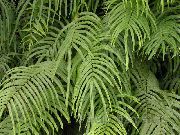 žalias Pteris  Kambariniai augalai nuotrauka